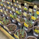 Daffodils Mixed Named Varieties 2 litre pot