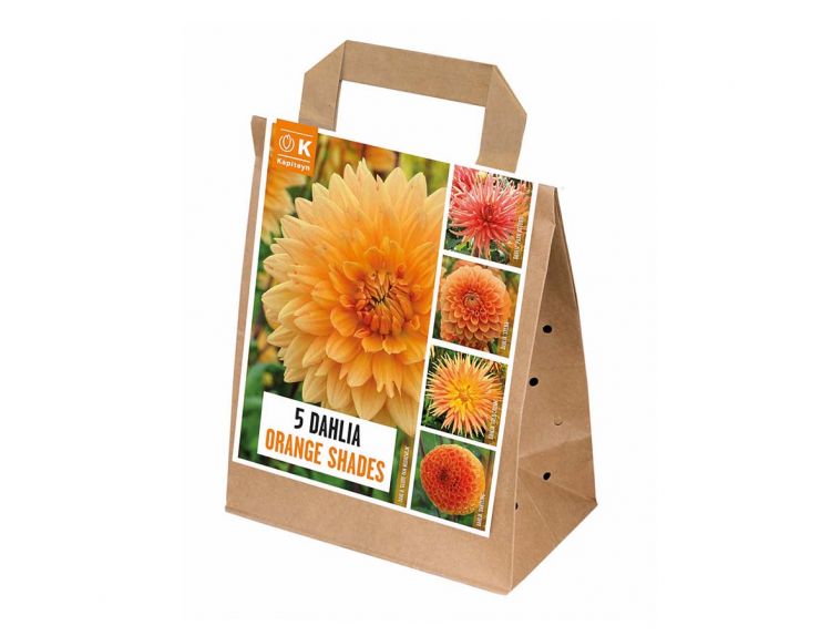 Dahlia 5 Orange Shades