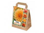 Dahlia 5 Orange Shades