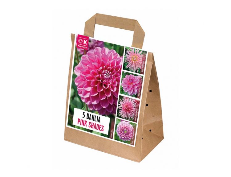 Dahlia 5 Pink Shades