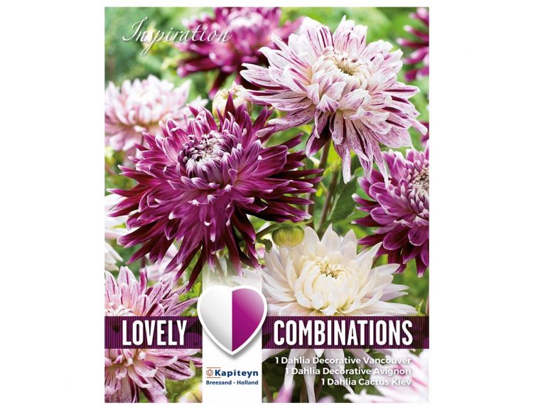 Dahlia Decorative Lovely Combinations Violet and White