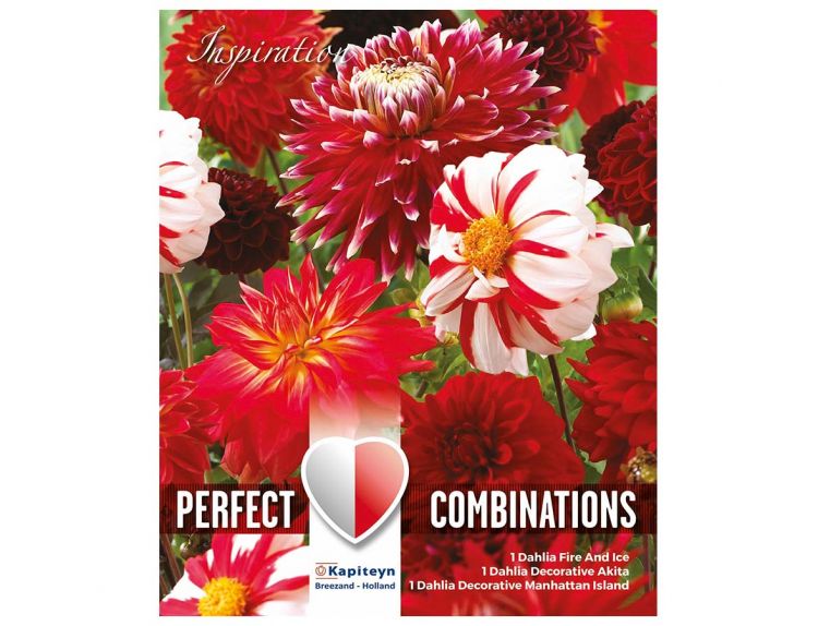 Dahlia Decorative Perfect Combinations Red and White