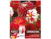 Dahlia Decorative Perfect Combinations Red and White