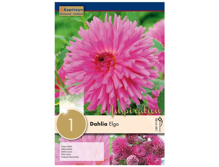 Dahlia Elga