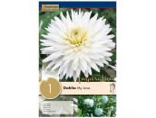 Dahlia My Love