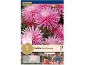 Dahlia Park Princess