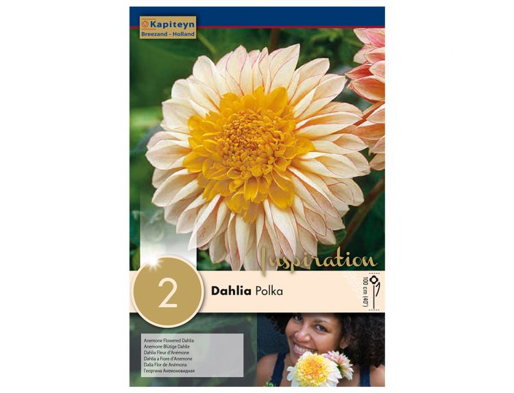 Dahlia Polka