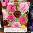 Dahlia Summer Ball Great Value Pack