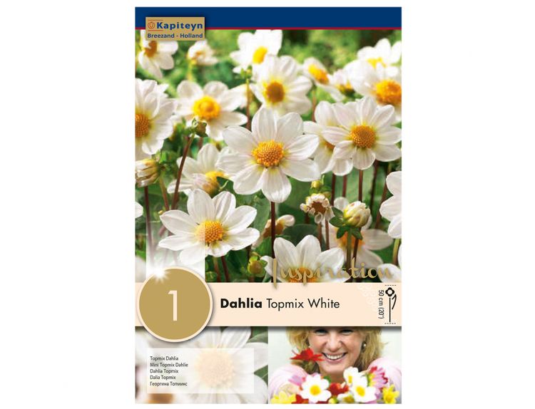 Dahlia Topmix White