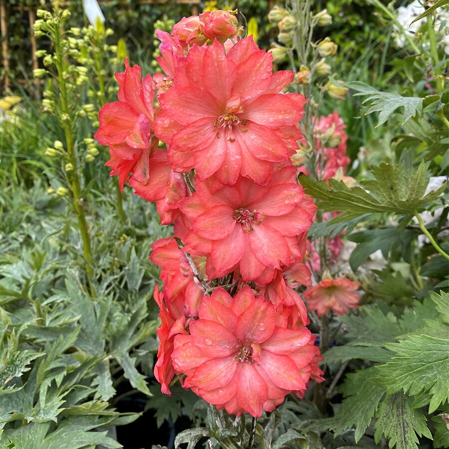 Delphinium Red Lark - Knights Garden Centres