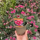 Dianthus Flutterburst 11cm pot