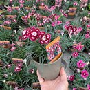 Dianthus Morello Star 11cm pot