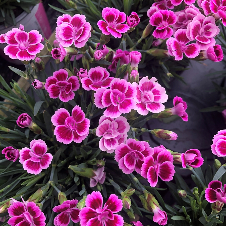 Dianthus 'Pink Kisses' 10cm pot - Knights Garden Centres