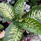 Dieffenbachia 'Mars' - image 2