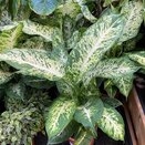 Dieffenbachia 'Mars' - image 1