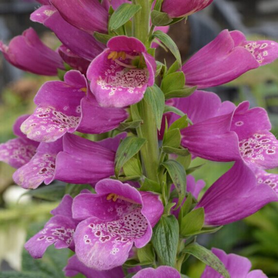 Digitalis Foxglove Dalmatian Purple - image 1