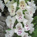 Digitalis Foxglove Dalmatian White - image 1