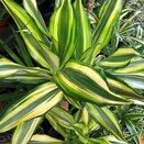 Dracaena frag. 'Yellow Coast' - image 1