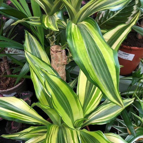 Dracaena frag. 'Yellow Coast' - image 2