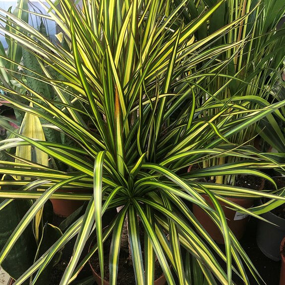 Dracaena marg. 'Sunray' - Knights Garden Centres