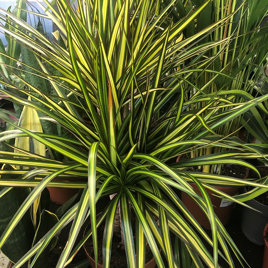 Dracaena marg. 'Sunray' - Knights Garden Centres