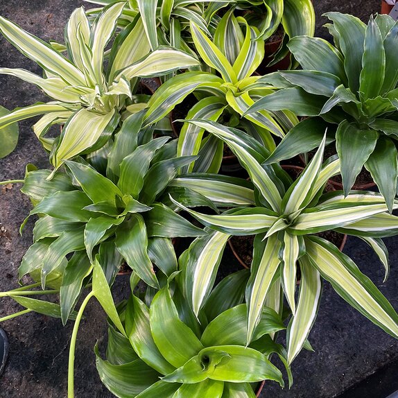 Dracaena mixed