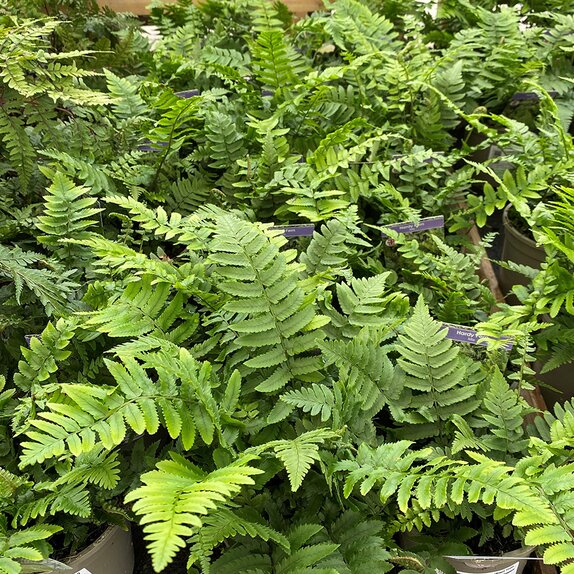 Dryopteris atrata