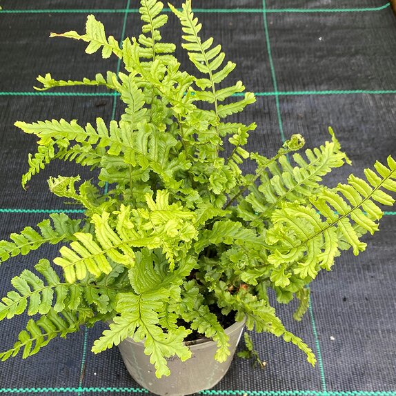 Dryopteris Cristata the King 1 litre pot