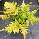 Dryopteris erythrosora - image 1