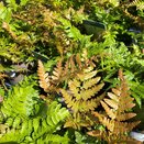 Dryopteris erythrosora - image 2