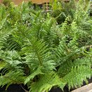 Dryopteris filix-mas (male fern)