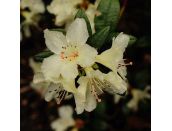 Dwarf Rhododendron Cream Crest