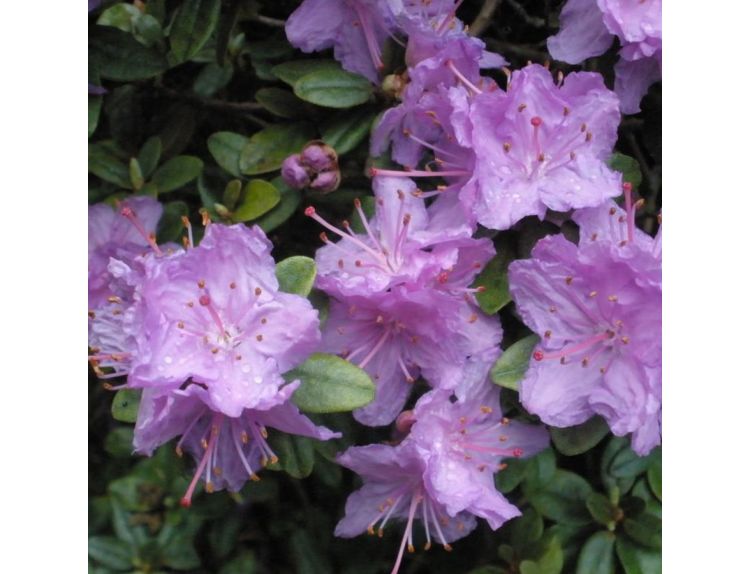 Dwarf Rhododendron Ramapo