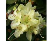 Dwarf Rhododendron Shamrock