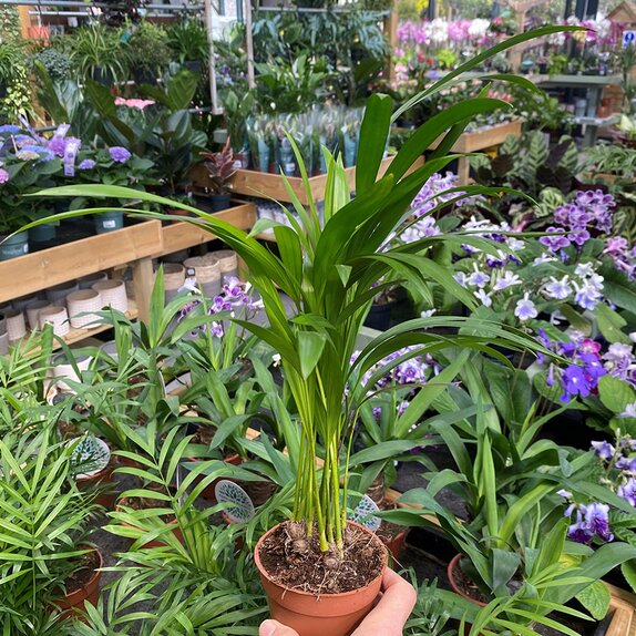 Dypsis lutescens 'Areca' 9cm pot - image 2