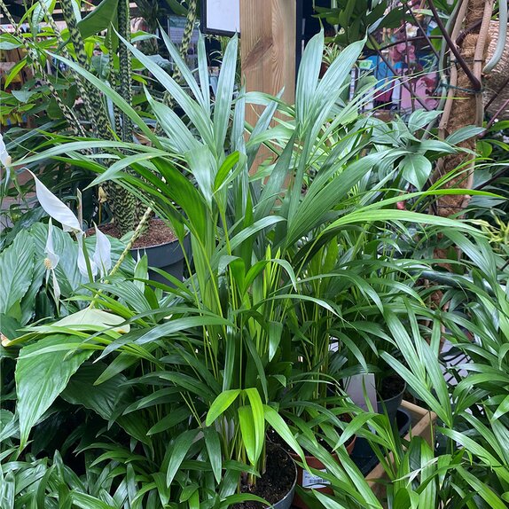 Dypsis lutescens 'Areca' 9cm pot - image 3