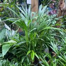 Dypsis lutescens 'Areca' 9cm pot - image 3