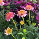 Echinacea Butterfly Kisses - image 1