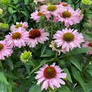 Echinacea Sunseekers Blush