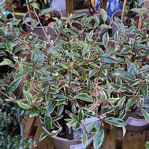 Elaeagnus pun. 'Hosoba-Fukurin'