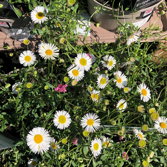 Erigeron karvinskianus Profusion