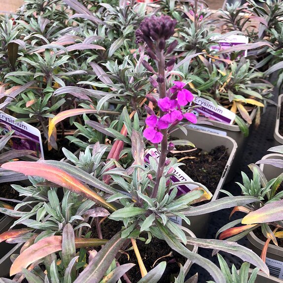 Erysimum Bowles Mauve 1 litre pot