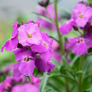 Erysimum Winter Joy (Wallflower) 1 litre pot