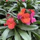 Erysimum Winter Orchid 1 litre pot