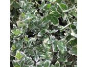 Euonymus Emerald Gaiety 11cm pot