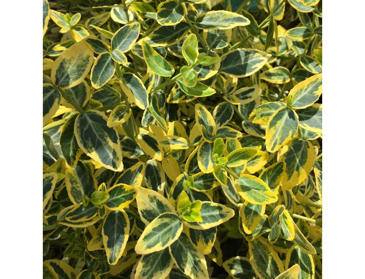 Euonymus Emerald & Gold 11cm pot