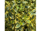 Euonymus Emerald & Gold 11cm pot