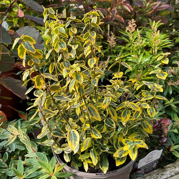 Euonymus fortunei Emerald 'n Gold