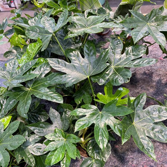 Fatsia japonica