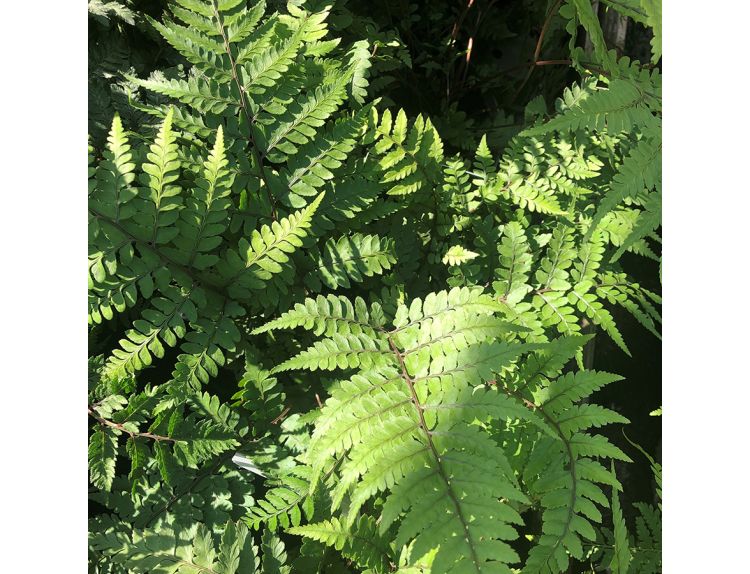 Fern Deciduous Auriculate Lady 2 litre pot